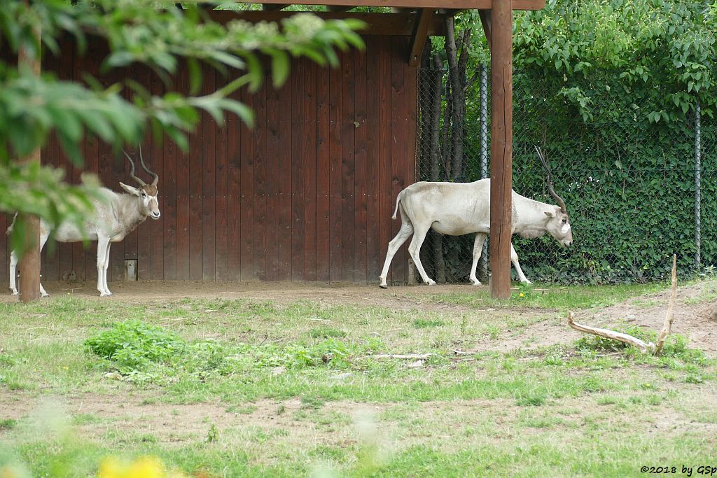 Mendesantilope (Addax)