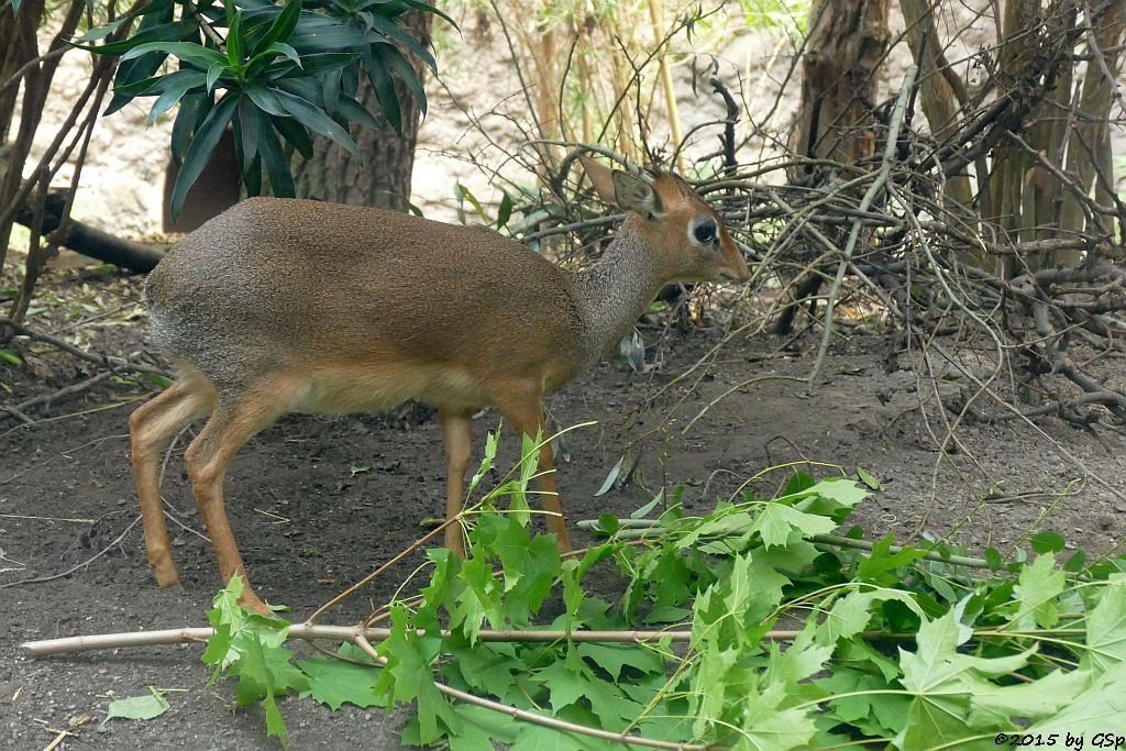 Kirk-DikDik