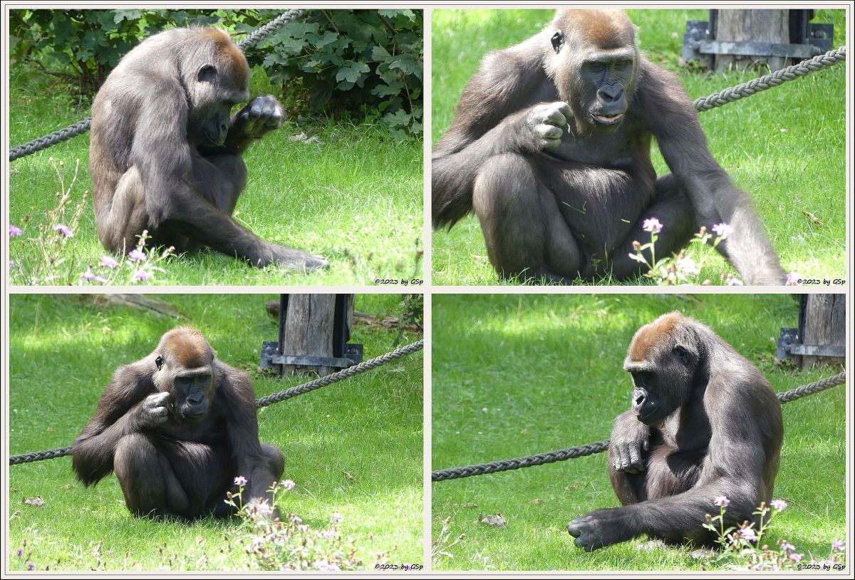 Westlicher Flachlandgorilla