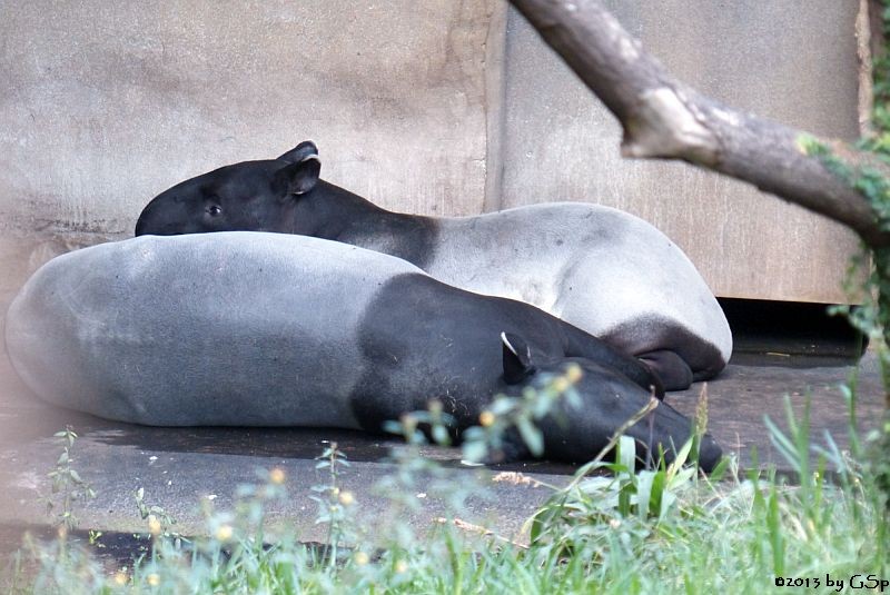 Schabrackentapir