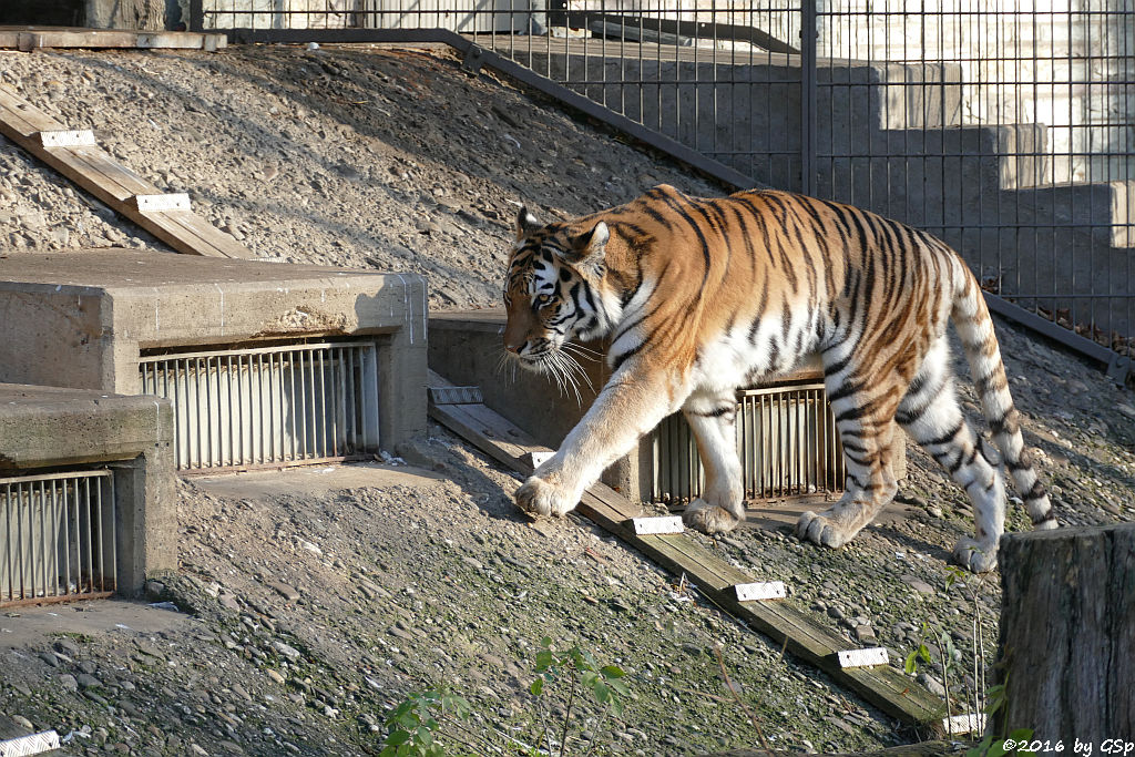 Sibirische Tigerin HANYA