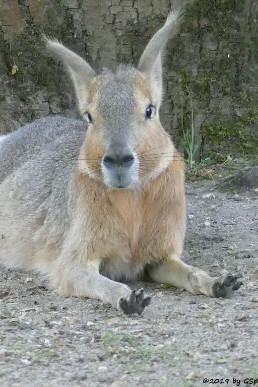 Großer Pampashase (Große Mara, Großer Mara)