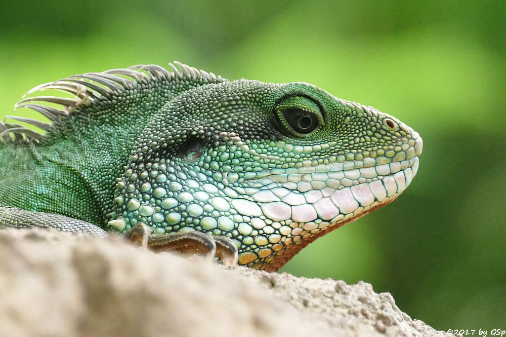 Grüne Wasseragame (Cochinchina-Wasseragame, Indochina-Wasseragame)