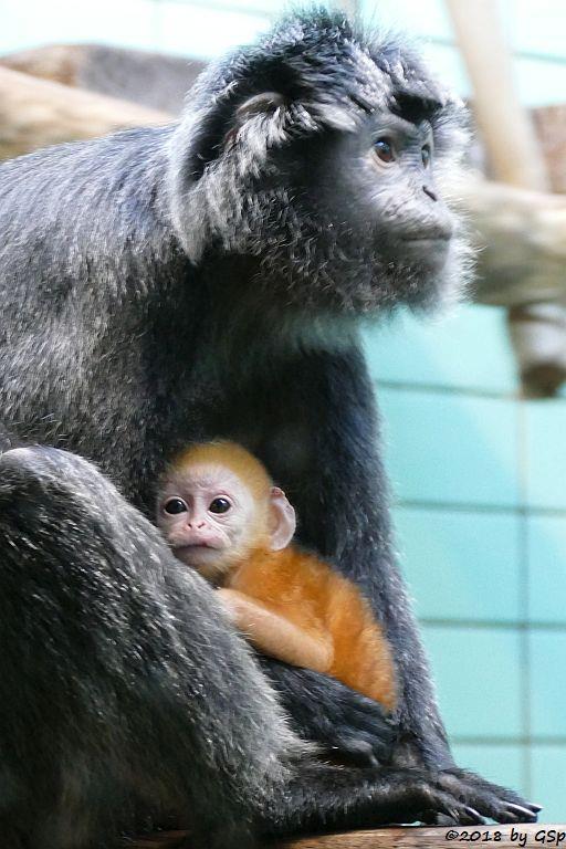 Schwarzer Haubenlangur (Javanischer Haubenlangur, Budeng)