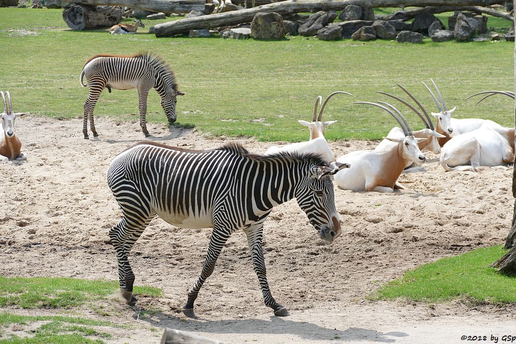 Grévy-Zebra, Säbelantilope