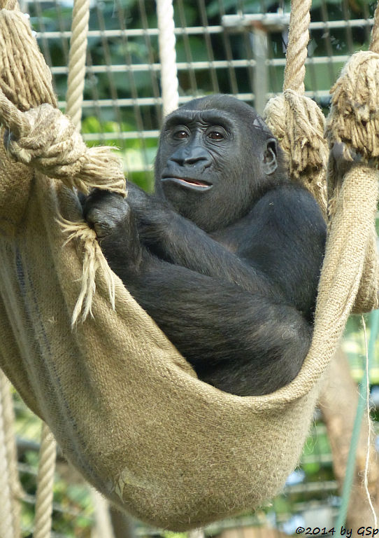 Flachlandgorilla GASIRA