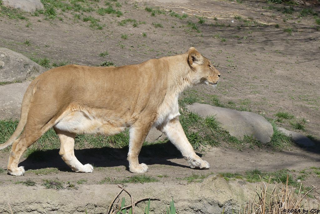 Kalahari-Löwe (Etoscha-Löwe, Wüstenlöwe)
