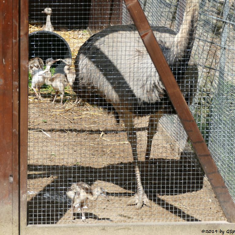 Nandu (Gewöhnlicher Nandu), Küken 1 Woche alt