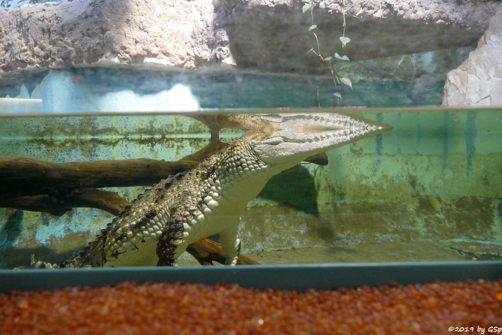 Australisches Süßwasserkrokodil (Johnstonkrokodil)