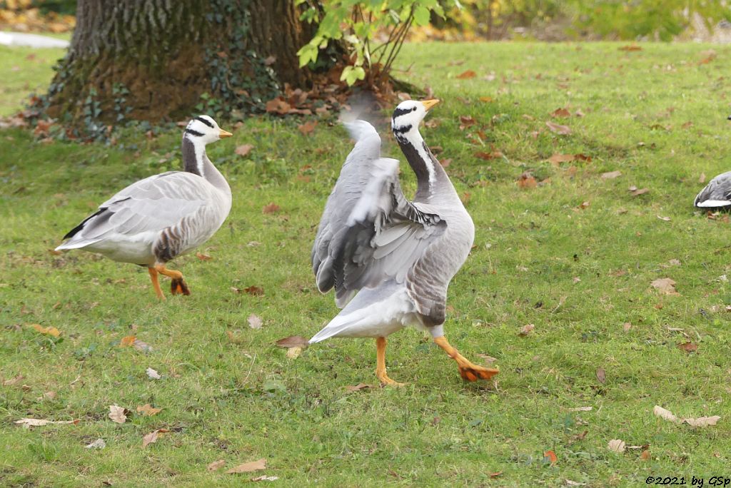 Streifengans (Indische Gans, Indische Streifengans)