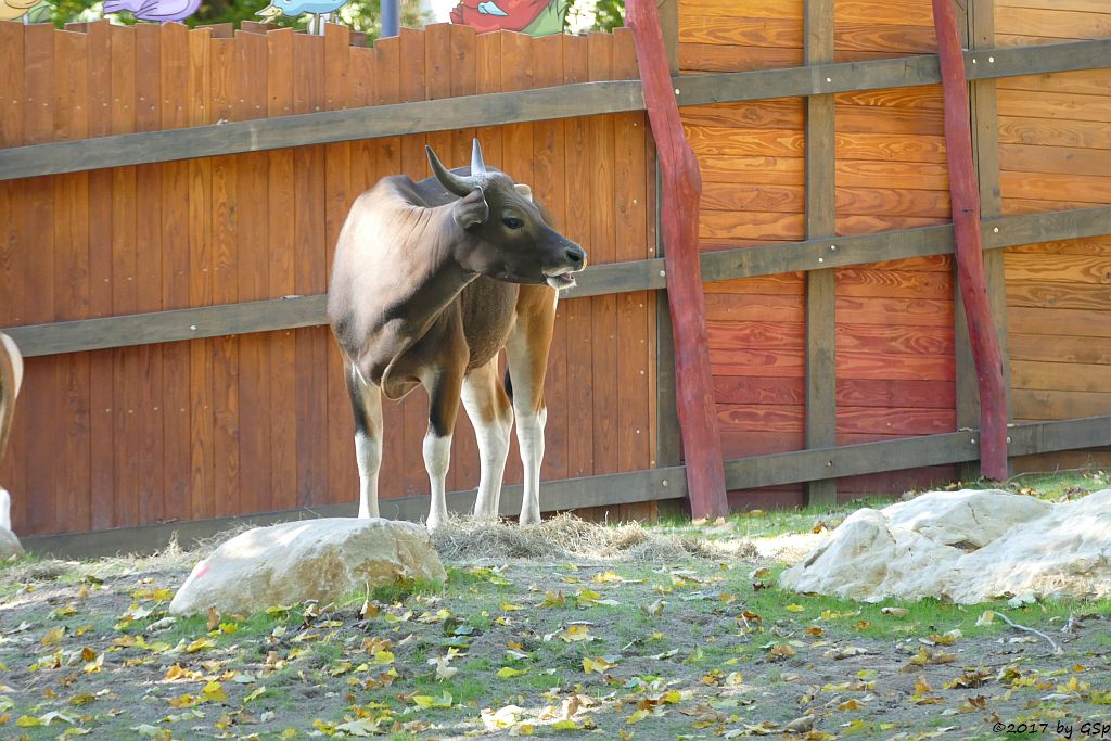 Java-Banteng