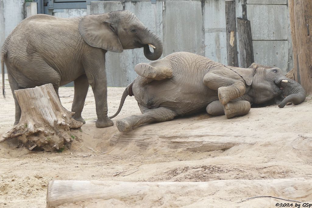 Elefanten Zoo Halle: ELANI, TAMIKA