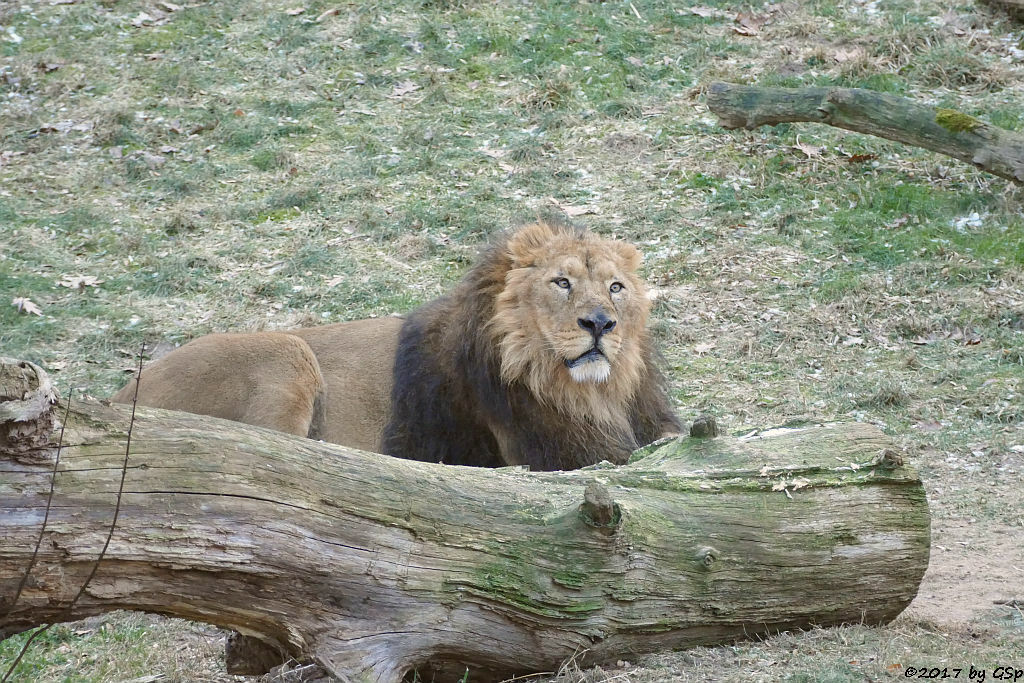 Asiatischer Löwe TEJAS