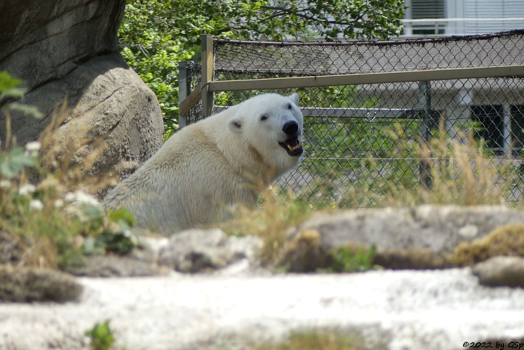 Eisbär (Polarbär)