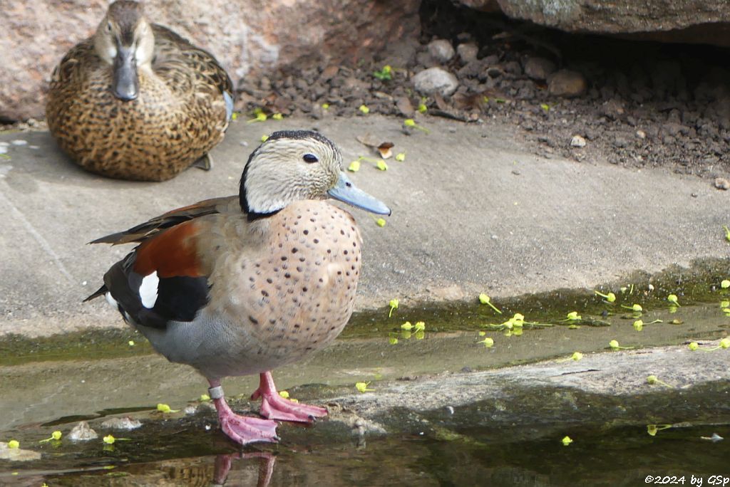Zoo Halle: Rotschulterente