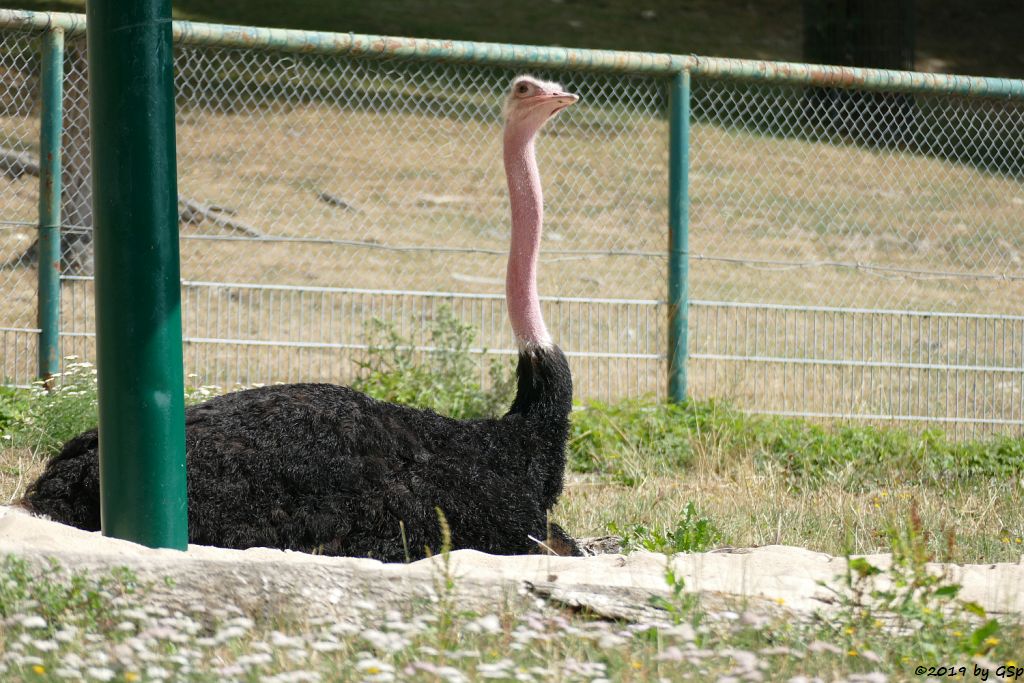 Nordafrikanischer Strauß (Nordafrikanischer Rothalsstrauß)