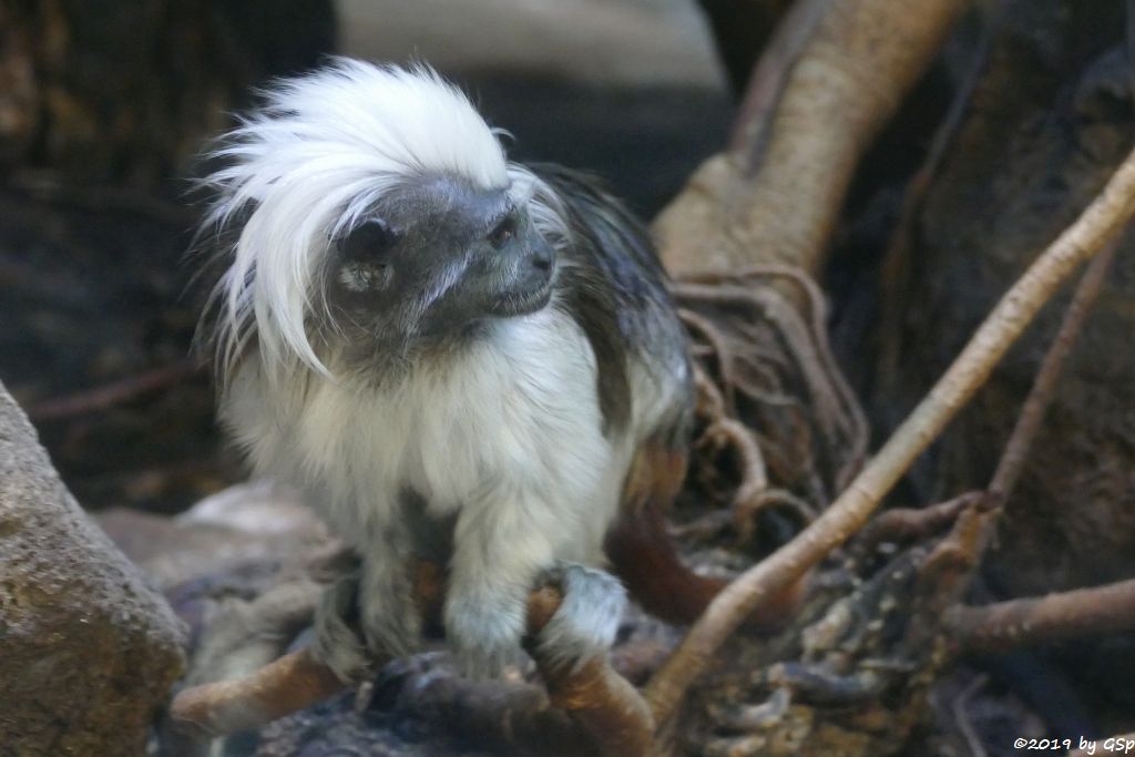 Lisztäffchen (Lisztaffe, Pinchéaffe)