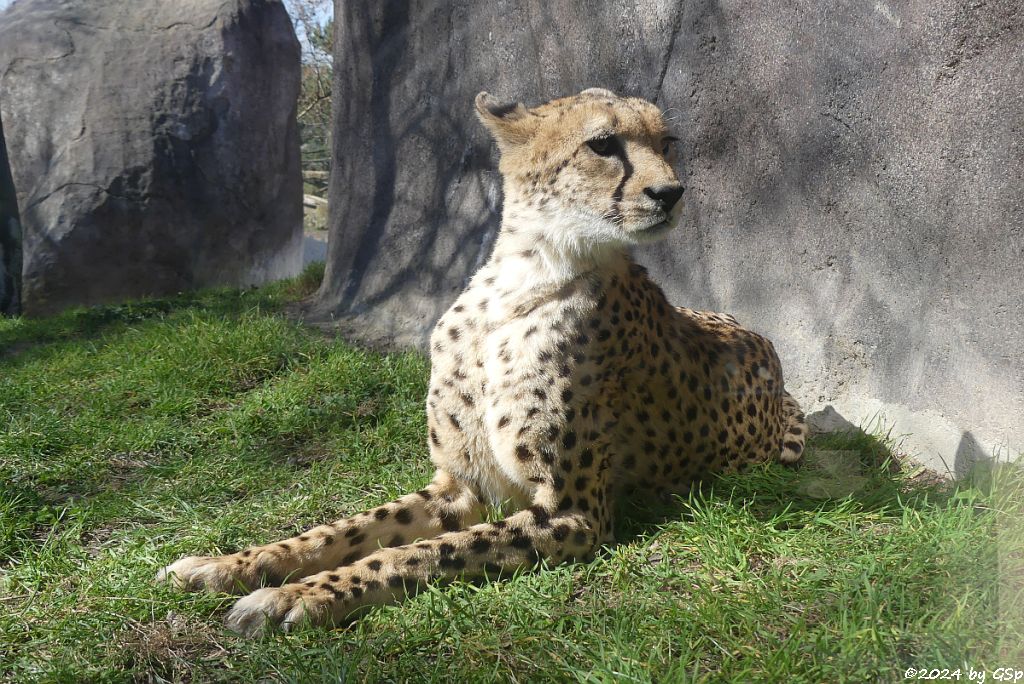 Südafrikanischer Gepard