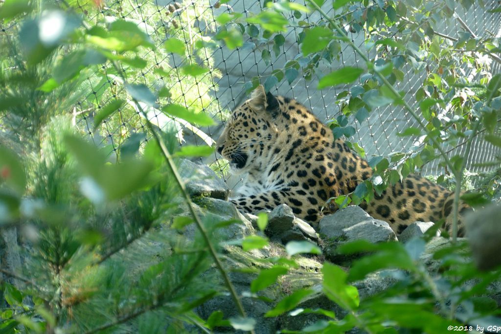 Amurleopard