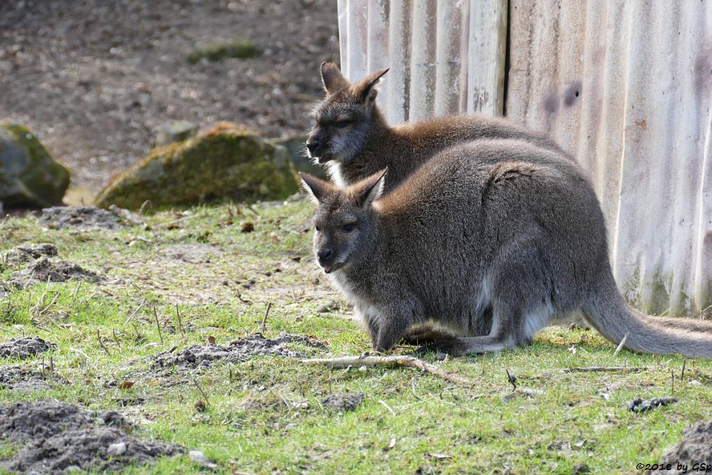 Bennettkänguru (Rotnackenwallaby)