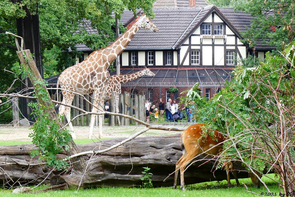 Rothschildgiraffe (Uganda-Giraffe), Westliche Sitatunga