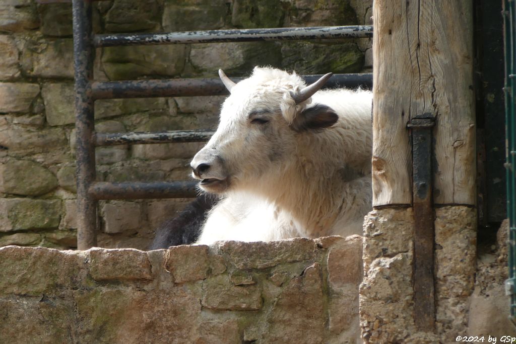 Zoo Halle: Hausyak