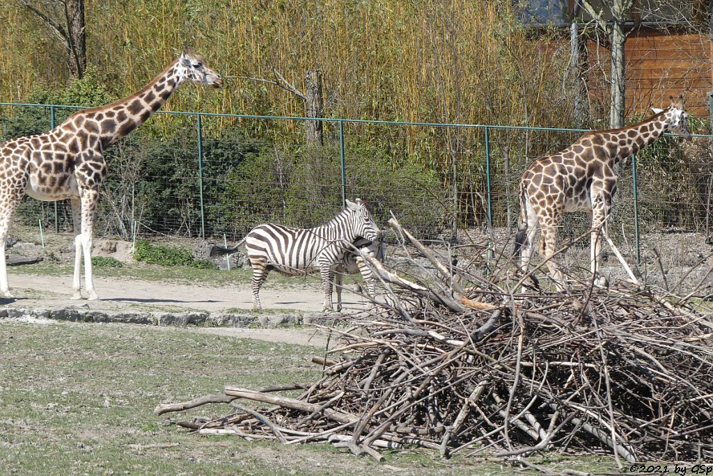 Rothschildgiraffe (Uganda-Giraffe, Baringo-Giraffe), Böhm-Steppenzebra (Grant-Zebra)