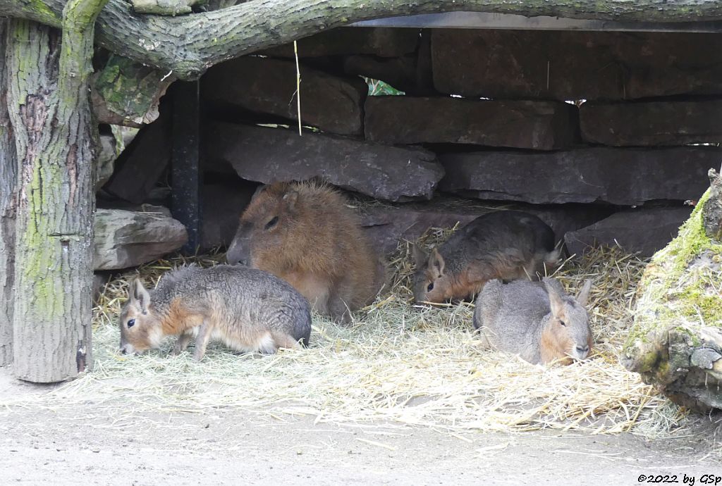 Großer Pampashase (Große Mara, Großer Mara), Wasserschwein (Capybara)