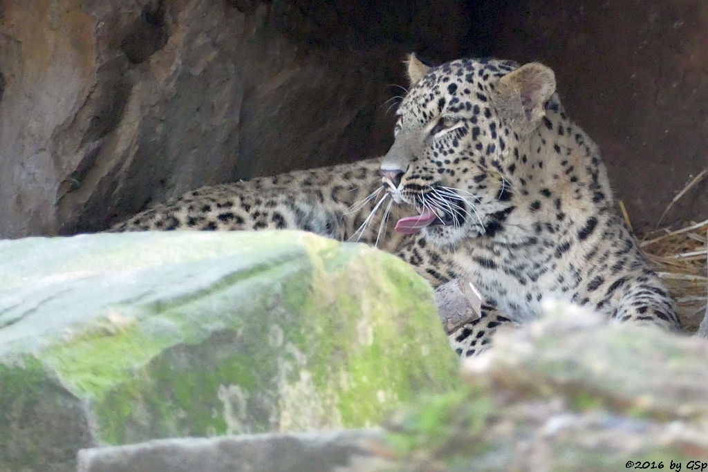 Nordpersischer Leopard (Afghanischer Leopard)