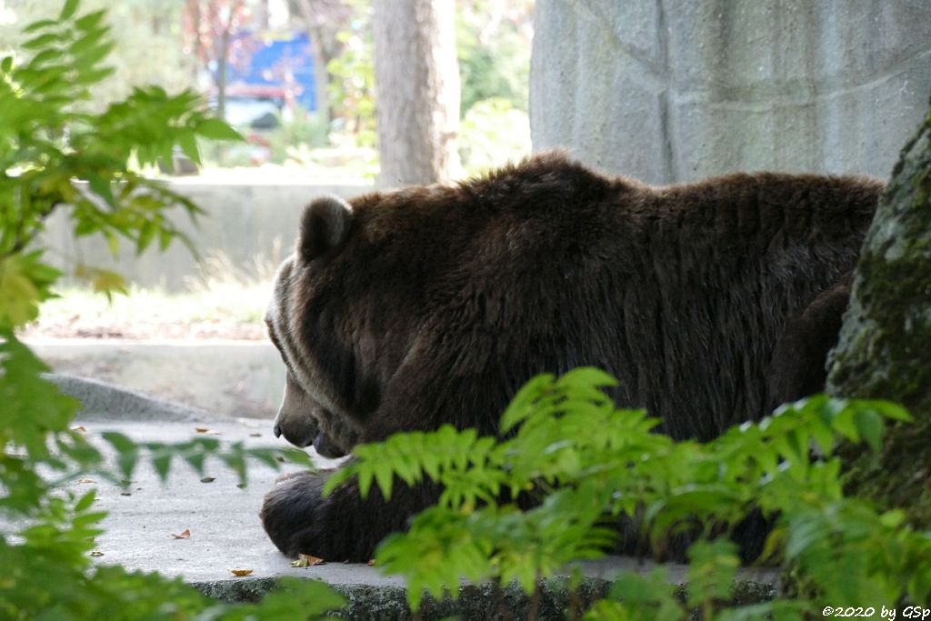 Kamtschatkabär