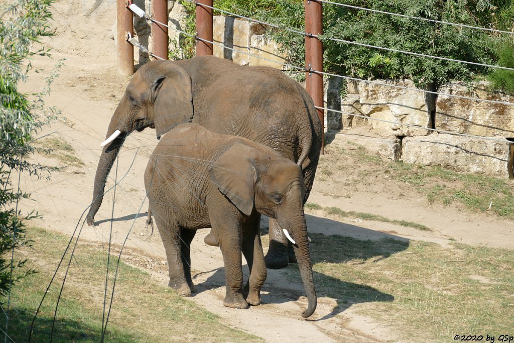 KARIBA, LILAK