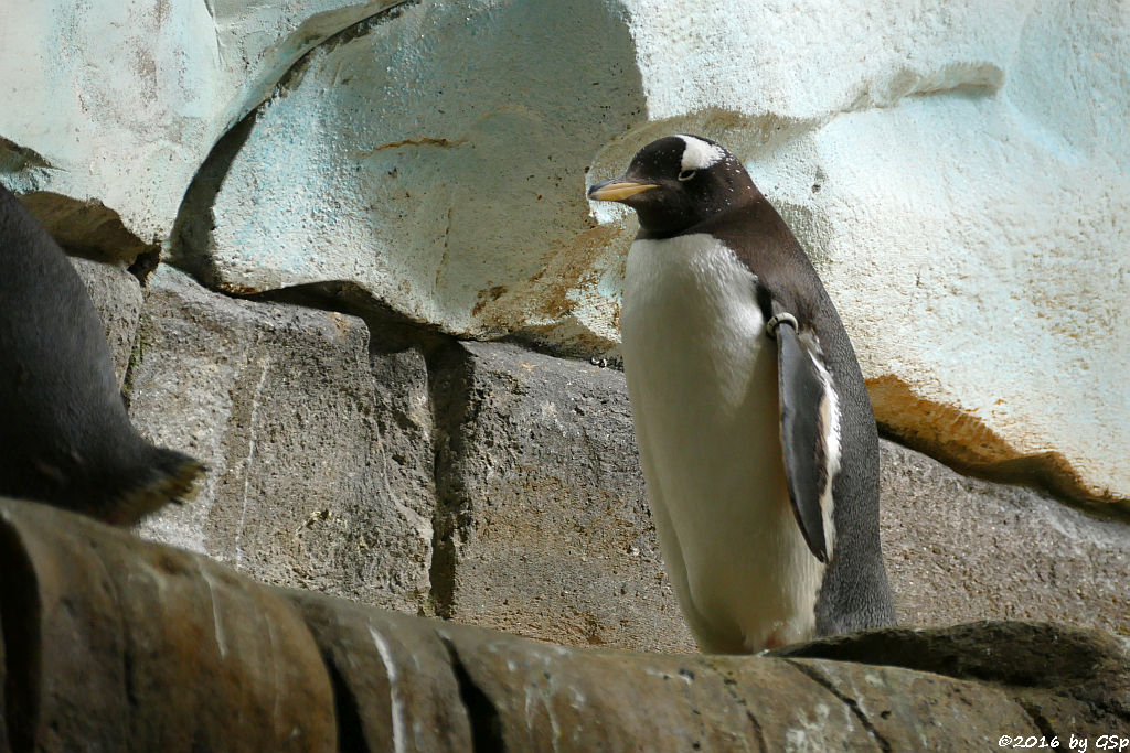 Eselspinguin