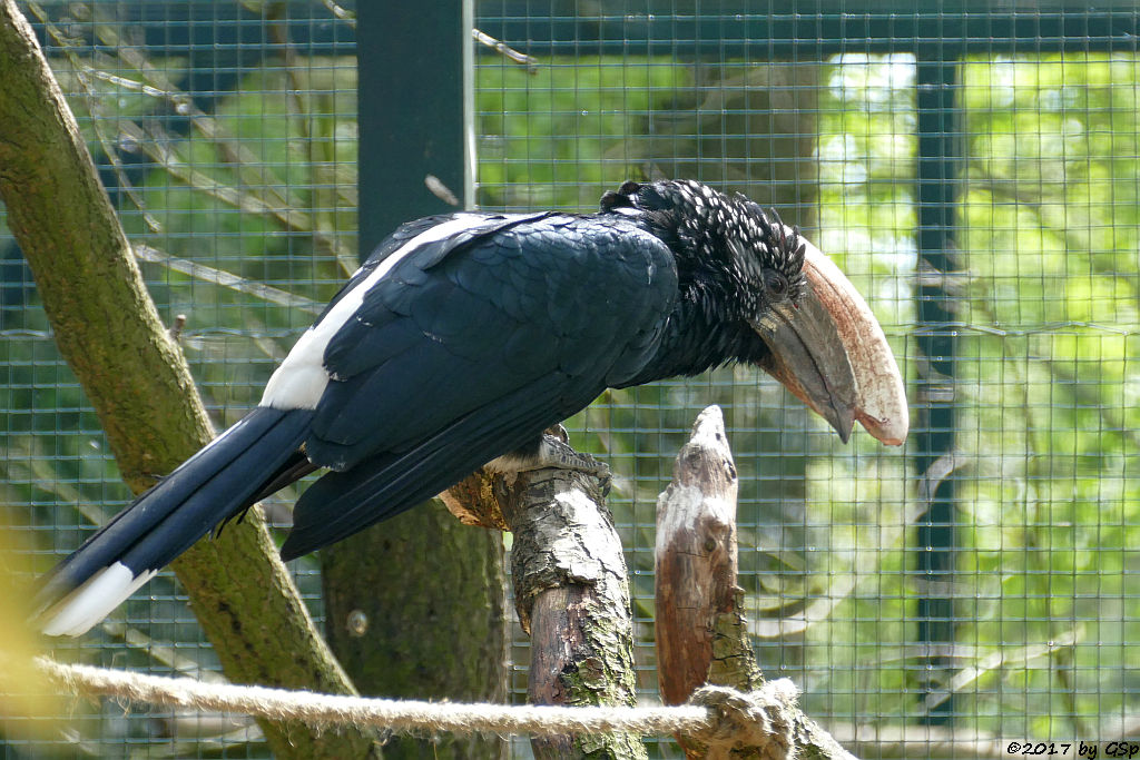 Silberwangen-Hornvogel