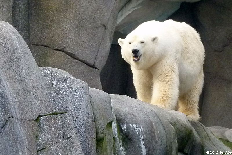 Eisbär