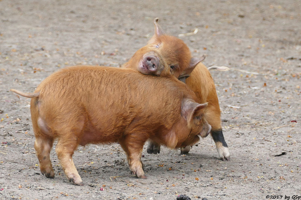 Kune-Kune-Schwein (Maori-Native)