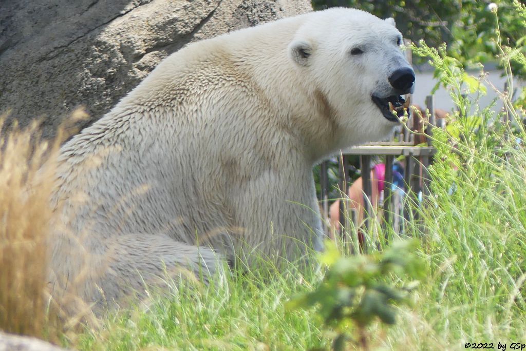 Eisbär (Polarbär)