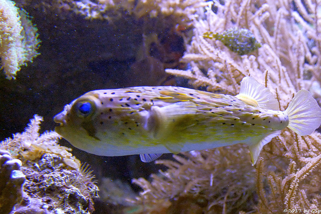 Braunflecken-Igelfisch (Ballonigelfisch, Langstachel-Igelfisch)