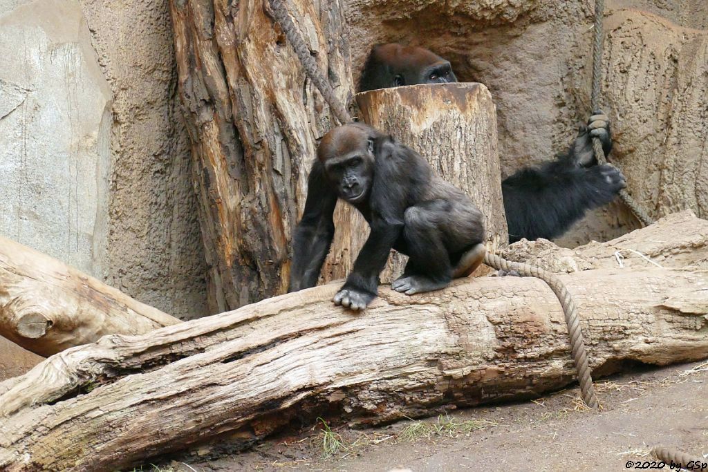 Westlicher Flachlandgorilla