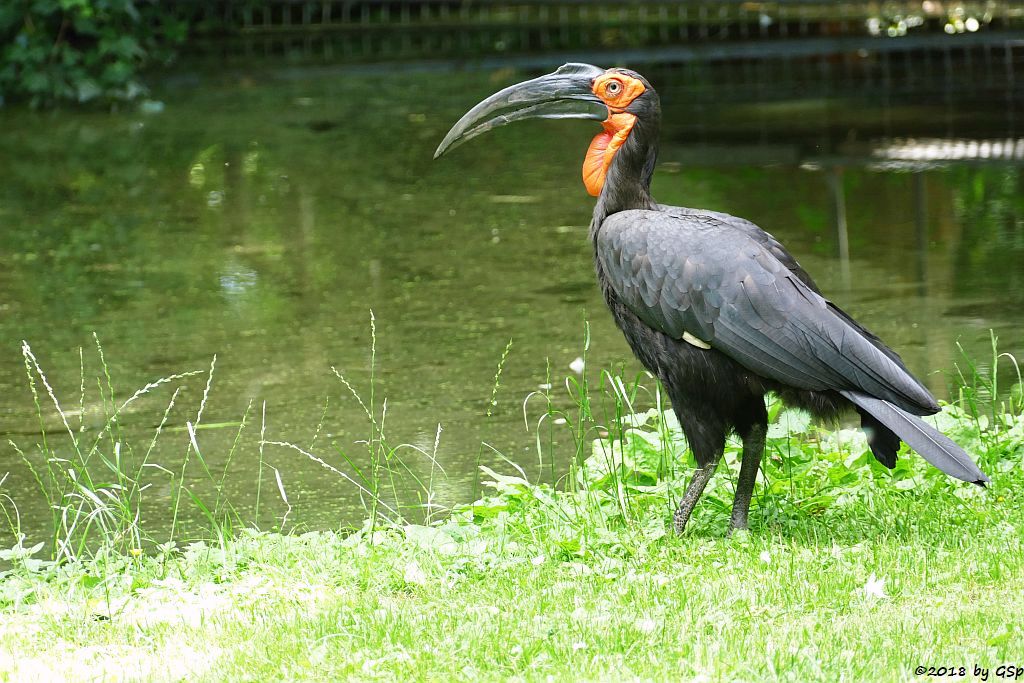 Südlicher Hornrabe (Kaffernhornrabe)