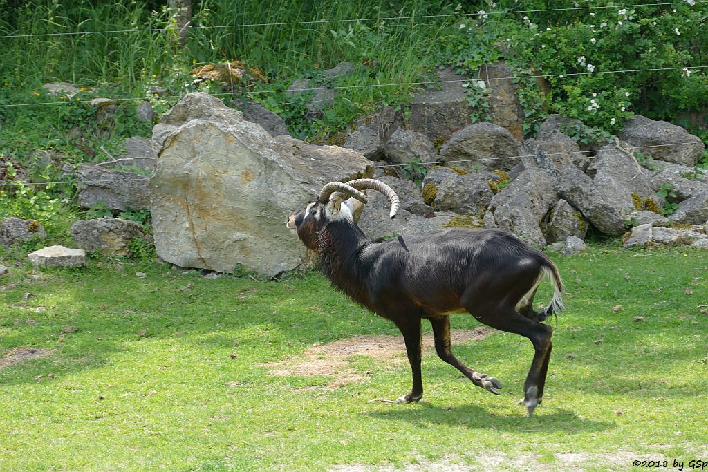 Weißnacken-Moorantilope (Mrs. Grays Wasserbock)