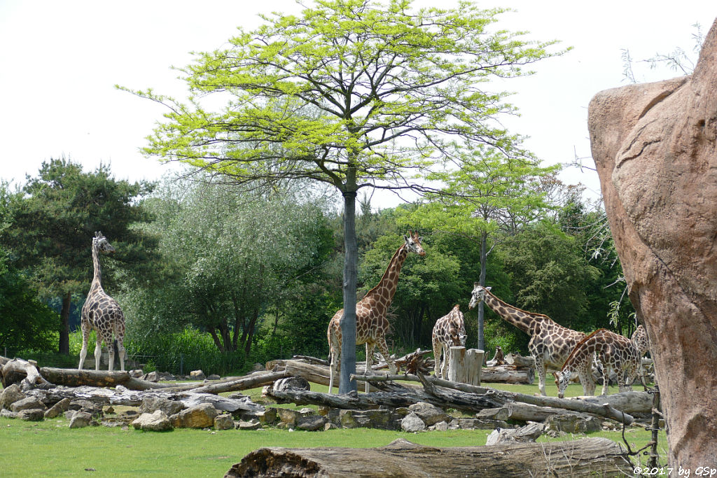 Rothschildgiraffe (Uganda-Giraffe, Baringo-Giraffe)