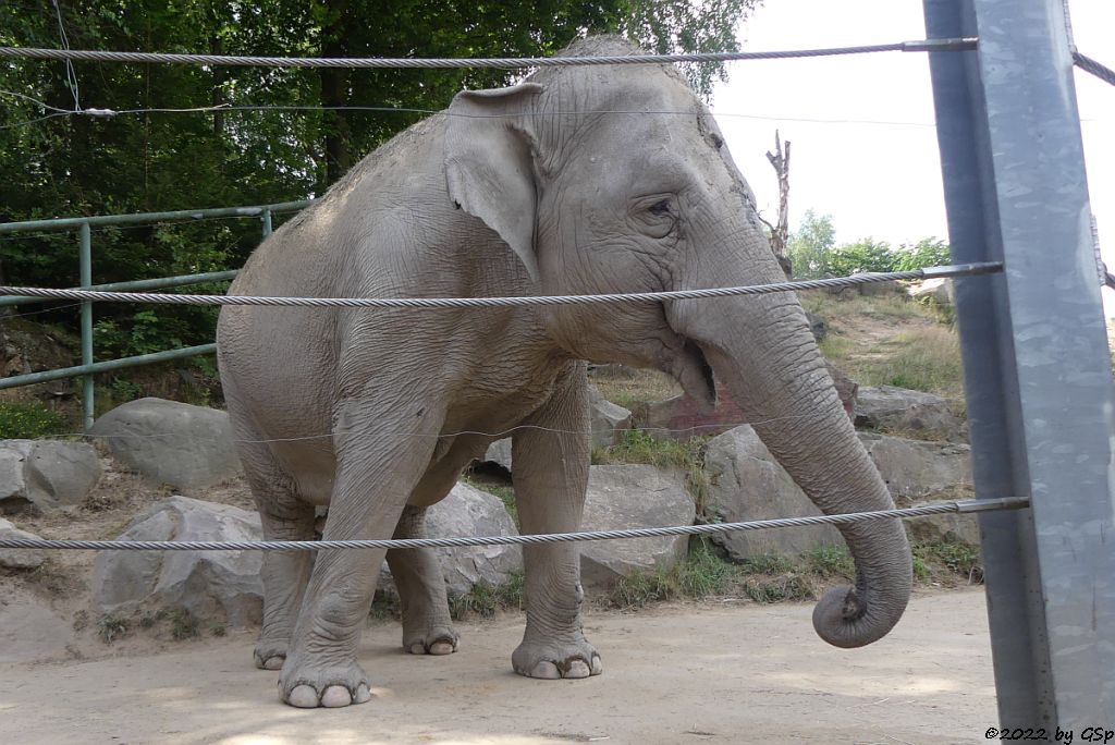 Asiatischer Elefant HOA
