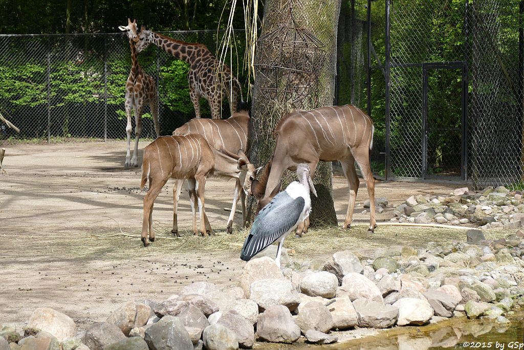 Rothschildgiraffe,  Großer Kudu, Marabu