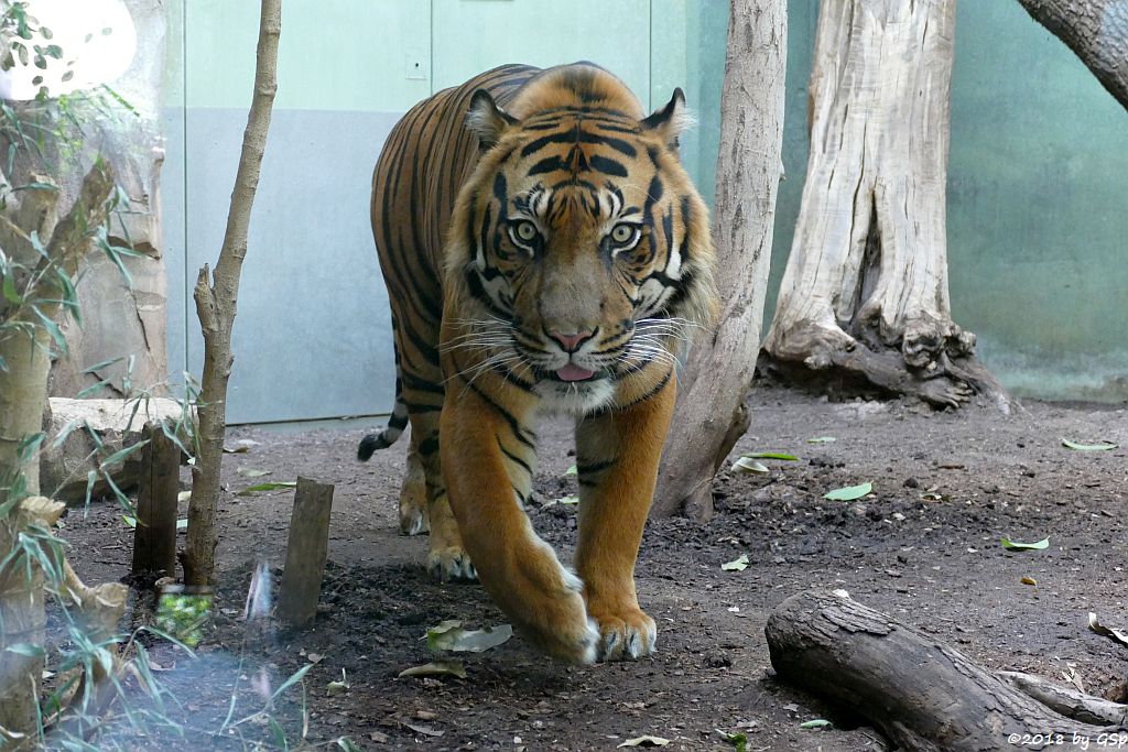 Sumatratiger VANNI