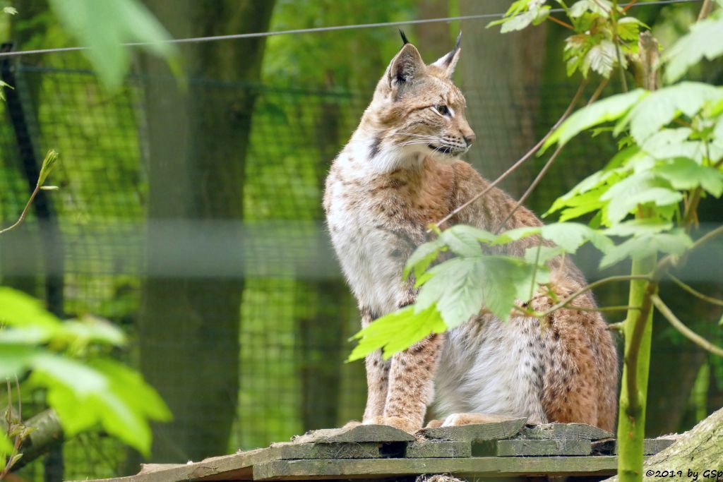 Europäischer Luchs