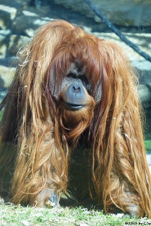 Sumatra-Orang-Utan