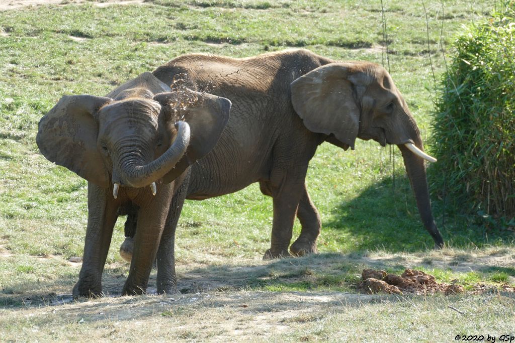 KARIBA, LILAK