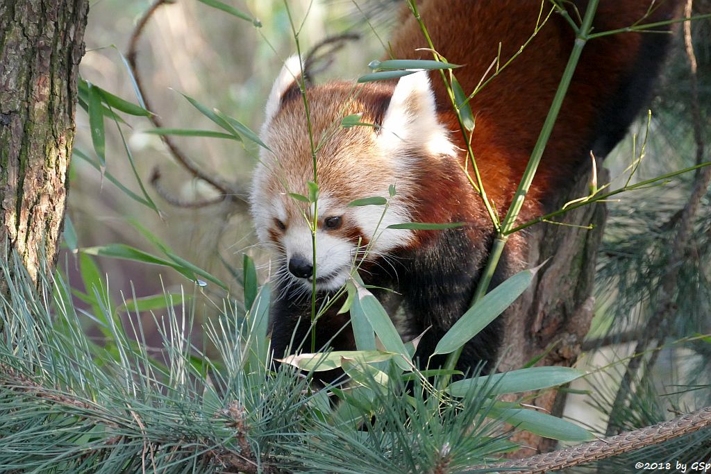 Westlicher Kleiner Panda (Westlicher Katzenbär, Nepalesischer Roter Panda)