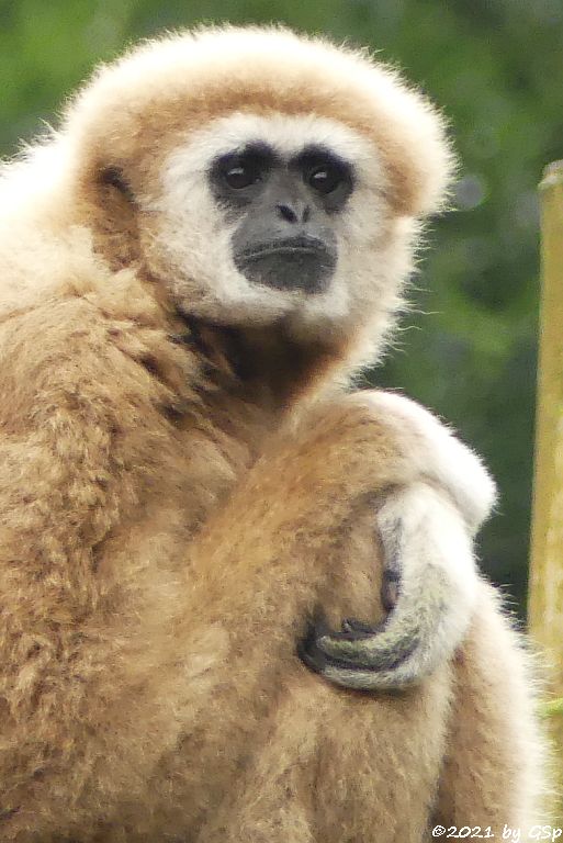 Weißhandgibbon (Lar)