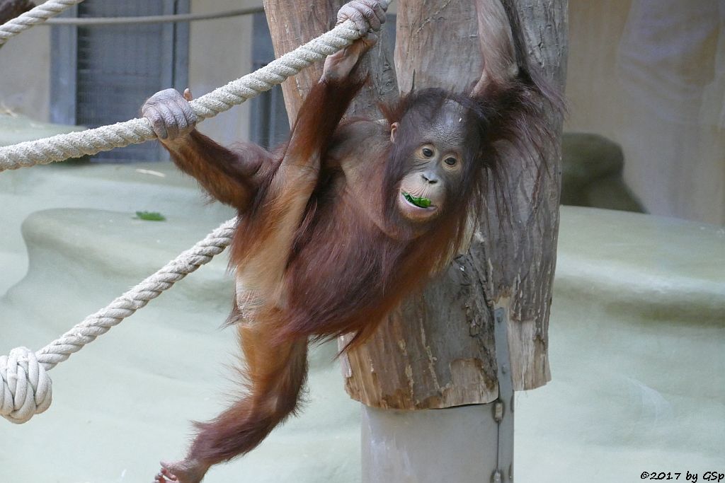 Borneo-Orang-Utan